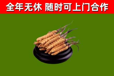 辽源市回收冬虫夏草