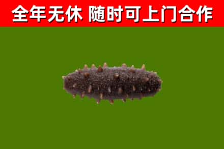 辽源市回收海参干